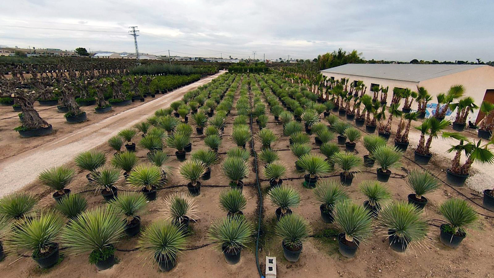 Conócenos | Plantastic, especialistas en plantas ornamentales desde Elche imagen 1