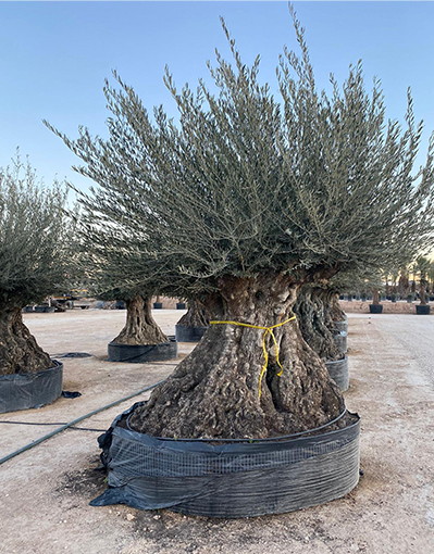 Conócenos | Plantastic, especialistas en plantas ornamentales desde Elche imagen 2